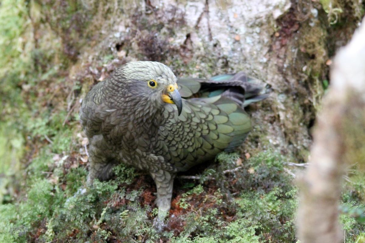 Kea (Nestor notabilis)